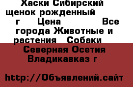 Хаски Сибирский (щенок рожденный 20.03.2017г.) › Цена ­ 25 000 - Все города Животные и растения » Собаки   . Северная Осетия,Владикавказ г.
